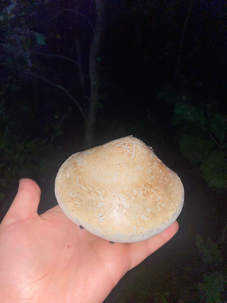 birch polypore · September 2026 · photo: Photo: no rights reserved · iNaturalist
