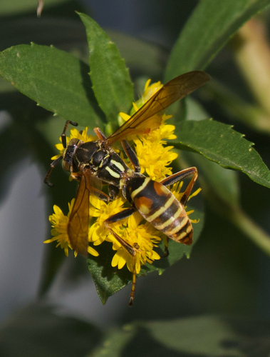 Northern Paper Wasp