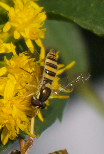 Tufted Globetail