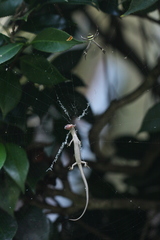 Saproscincus spectabilis