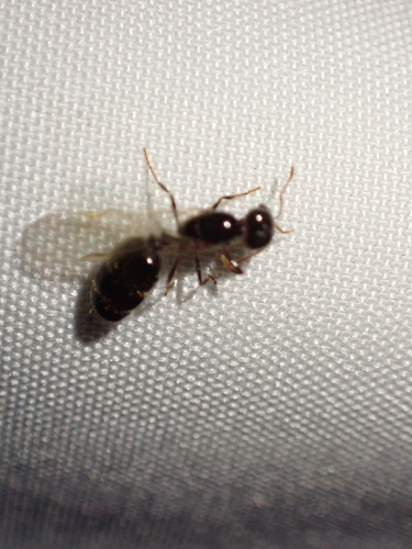 Tropical Fire Ant