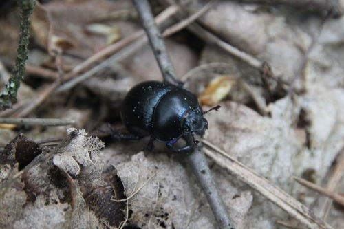 Woodland Dor Beetle photo 4