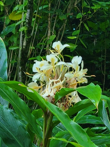 Hedychium flavescens observed 2026-09-05