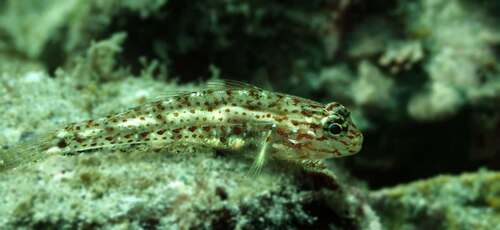 Redlight Goby (Coryphopterus urospilus)