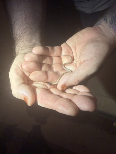 Southwestern Blackhead Snake