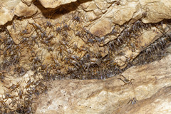 Ceuthophilus stygius