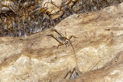 Ceuthophilus stygius