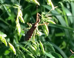Rocconota annulicornis
