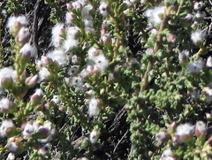 Eriocephalus ericoides