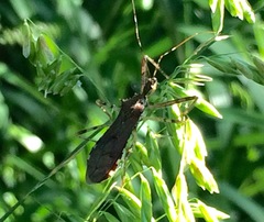 Rocconota annulicornis