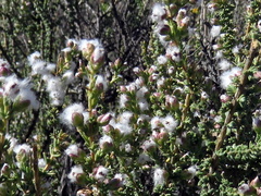 Eriocephalus ericoides