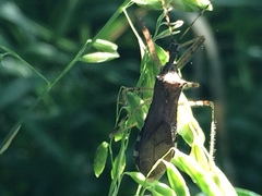 Rocconota annulicornis