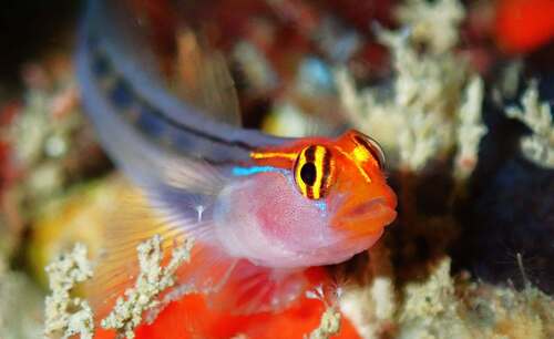 Redhead Goby (Elacatinus puncticulatus)