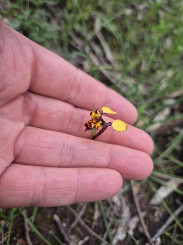 Leopard Orchid