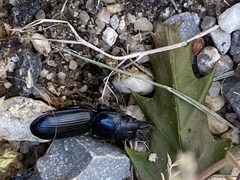 Scarites vicinus