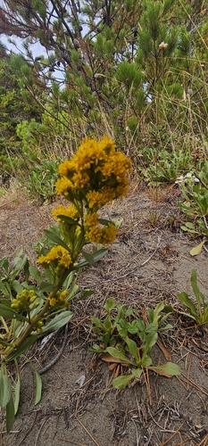 Solidago spathulata, photograph 2