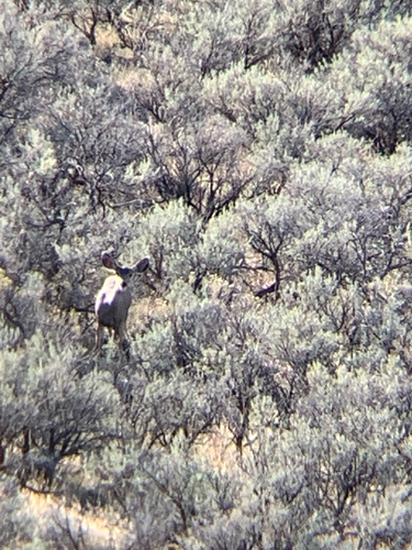 Mule Deer