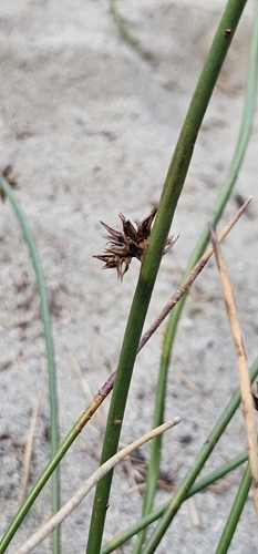 Juncus breweri