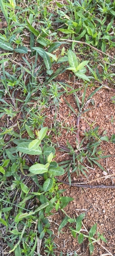 Hemidesmus indicus, photograph 5