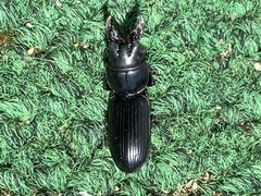 Scarites vicinus