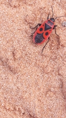 Pyrrhocoris apterus