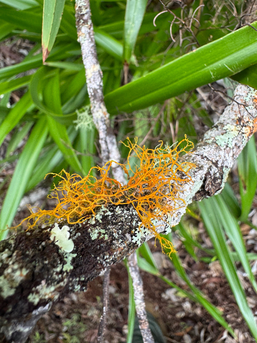 Teloschistes flavicans observed 2026-09-01