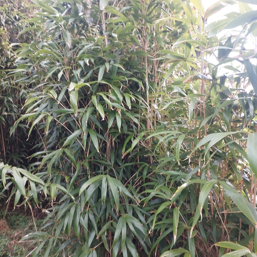 Pseudosasa japonica, 2026-09-06