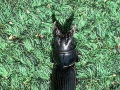 Scarites vicinus