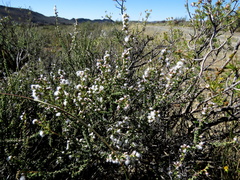 Eriocephalus ericoides