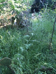 Cirsium texanum
