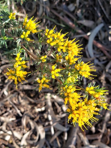 Homoranthus flavescens, photograph 3