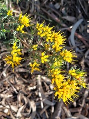 (c) Ruth Palsson, some rights reserved (CC BY-SA) Homoranthus flavescens, photograph (c) Ruth Palsson, some rights reserved (CC BY-SA)