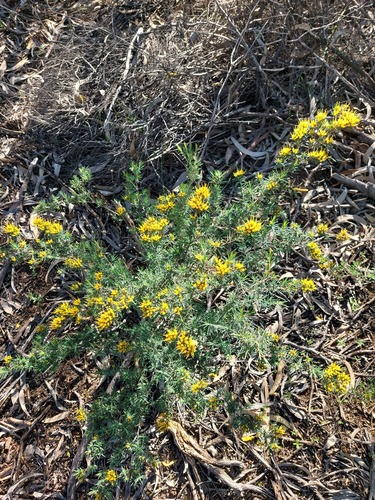 Homoranthus flavescens, photograph 4