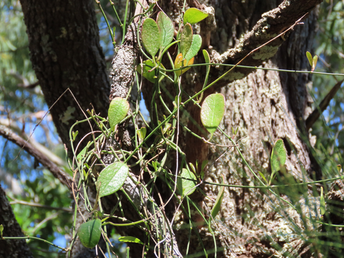 Vincetoxicum carnosum observed 2026-09-06