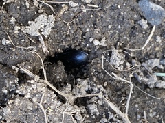 Scarites vicinus
