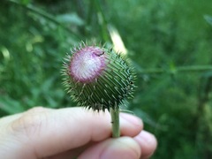 Cirsium texanum