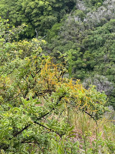 Cassytha filiformis observed 2026-09-01