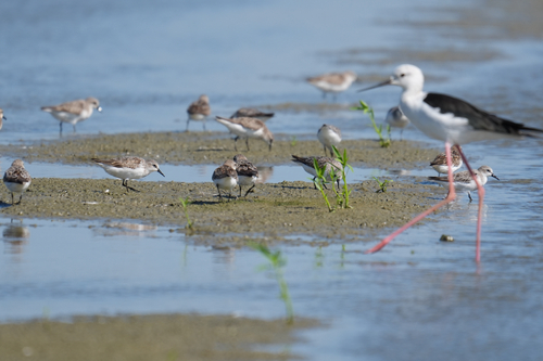 iNaturalist image