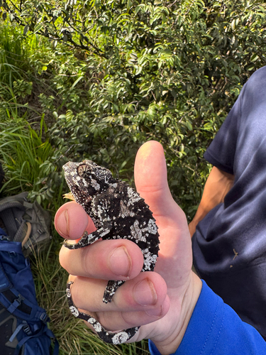 Trioceros jacksonii observed 2026-08-28