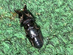 Scarites vicinus
