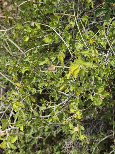 desert myrtlecroton