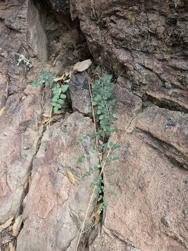 intermediate cliffbrake