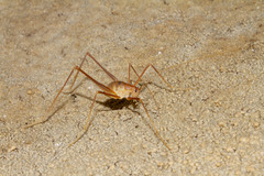 Hadenoecus subterraneus