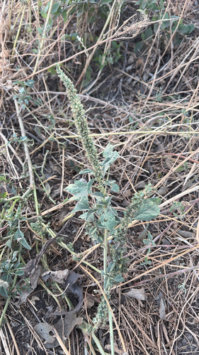 Palmer's Amaranth