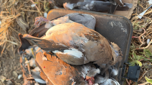 White-winged Dove