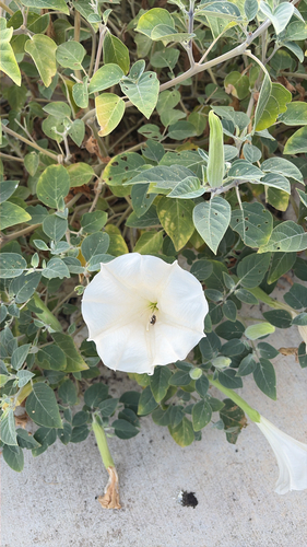 Sacred Datura