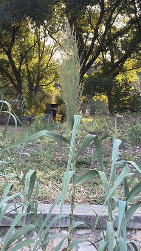 giant reed