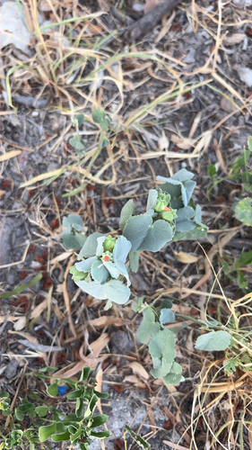 sweet Indian Mallow