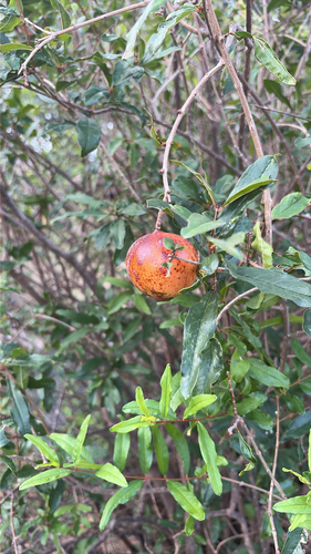 pomegranate
