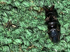 Scarites vicinus